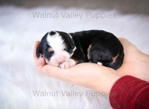 tri-colored mini bernedoodle baby puppy