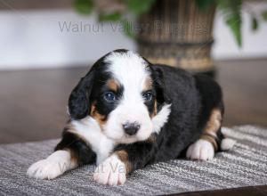 tri-colored mini bernedoodle baby puppy