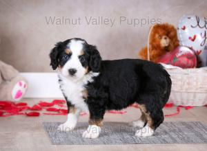 tri-colored mini bernedoodle baby puppy