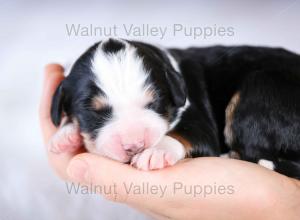 tri-colored mini bernedoodle baby puppy