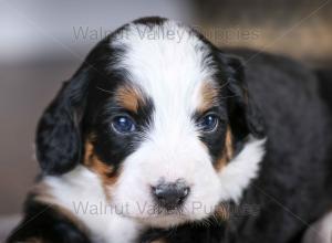 tri-colored mini bernedoodle baby puppy