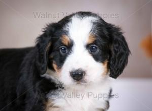 tri-colored mini bernedoodle baby puppy