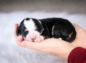 tri-colored mini bernedoodle baby puppy