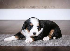 tri-colored mini bernedoodle baby puppy