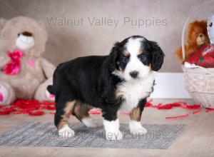 tri-colored mini bernedoodle baby puppy