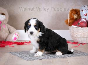 tri-colored mini bernedoodle baby puppy