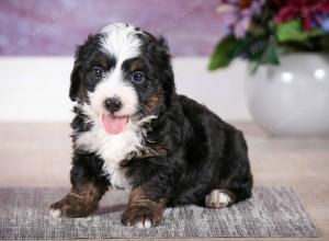 F1B Tiny Bernedoodle in Illinois