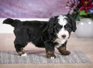 F1B Tiny Bernedoodle in Illinois