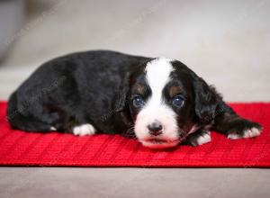 F1B Tiny Bernedoodle in Illinois