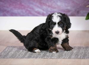 F1B Tiny Bernedoodle in Illinois