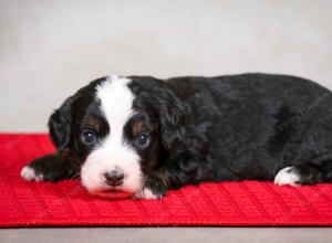 F1B Tiny Bernedoodle in Illinois