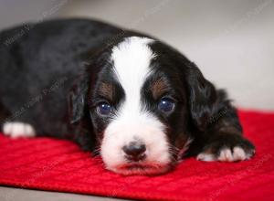 F1B Tiny Bernedoodle in Illinois