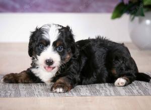 F1B Tiny Bernedoodle in Illinois