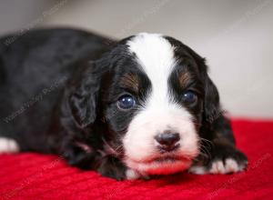 F1B Tiny Bernedoodle in Illinois