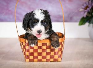 F1B Tiny Bernedoodle in Illinois