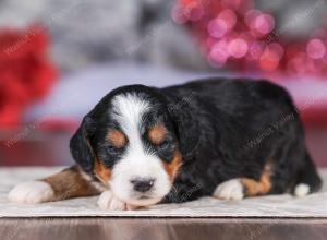 mini bernedoodle near Saint Louis MO