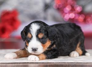 mini bernedoodle near Saint Louis MO