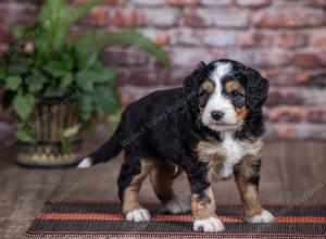 mini bernedoodle near Saint Louis MO