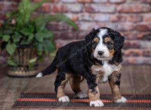 mini bernedoodle near Saint Louis MO