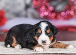 mini bernedoodle near Saint Louis MO