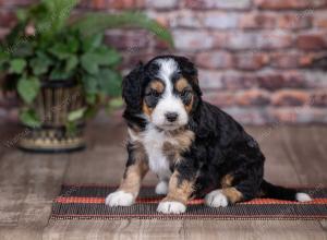 mini bernedoodle near Saint Louis MO