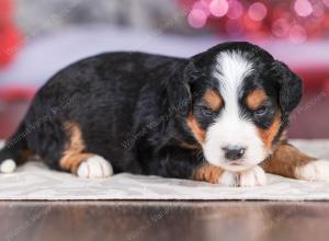 mini bernedoodle near Saint Louis MO