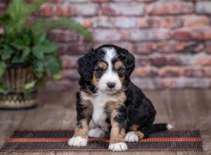 mini bernedoodle near Saint Louis MO