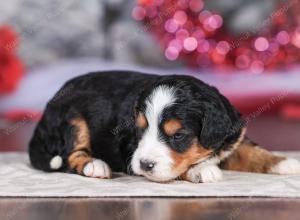 mini bernedoodle near Saint Louis MO