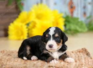 tri-colored male standard bernedoodle near Chicago Illinois