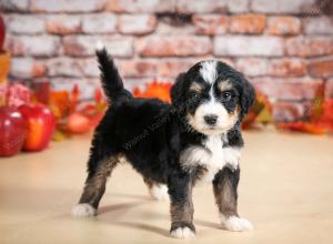 tri-colored male standard bernedoodle near Chicago Illinois