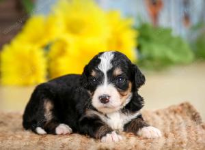 tri-colored male standard bernedoodle near Chicago Illinois