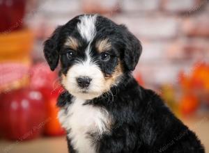 tri-colored male standard bernedoodle near Chicago Illinois