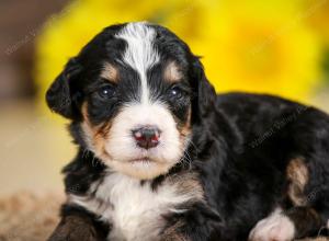 tri-colored male standard bernedoodle near Chicago Illinois