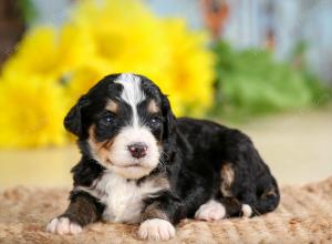 tri-colored male standard bernedoodle near Chicago Illinois