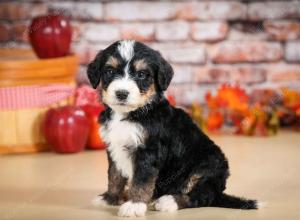 tri-colored male standard bernedoodle near Chicago Illinois