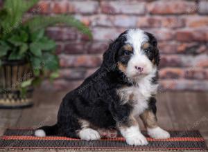 mini bernedoodle near Saint Louis MO