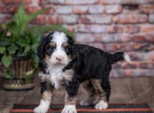 mini bernedoodle near Saint Louis MO