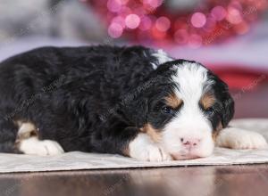 mini bernedoodle near Saint Louis MO