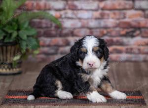 mini bernedoodle near Saint Louis MO