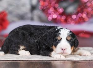 mini bernedoodle near Saint Louis MO