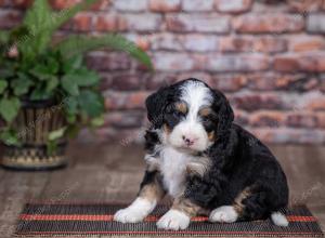 mini bernedoodle near Saint Louis MO