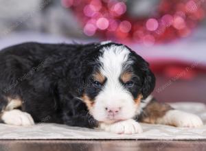 mini bernedoodle near Saint Louis MO