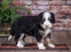 mini bernedoodle near Saint Louis MO