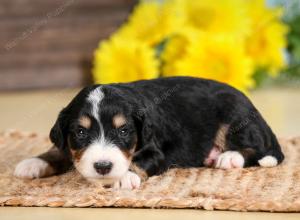 tri-colored male standard bernedoodle near Chicago Illinois