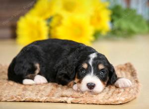 tri-colored male standard bernedoodle near Chicago Illinois