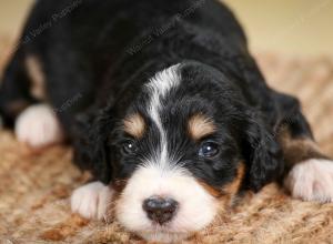 tri-colored male standard bernedoodle near Chicago Illinois