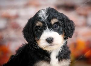 tri-colored male standard bernedoodle near Chicago Illinois