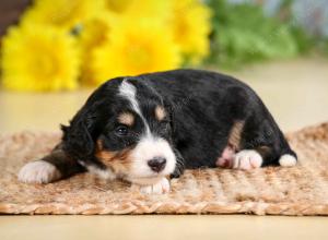 tri-colored male standard bernedoodle near Chicago Illinois