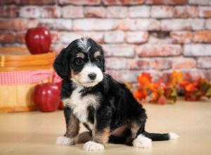 tri-colored male standard bernedoodle near Chicago Illinois