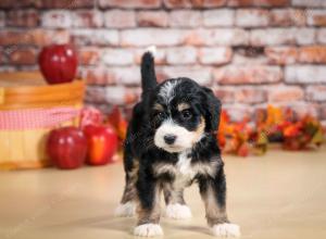 tri-colored male standard bernedoodle near Chicago Illinois